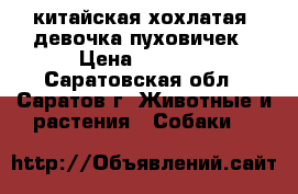 китайская хохлатая  девочка пуховичек › Цена ­ 5 000 - Саратовская обл., Саратов г. Животные и растения » Собаки   